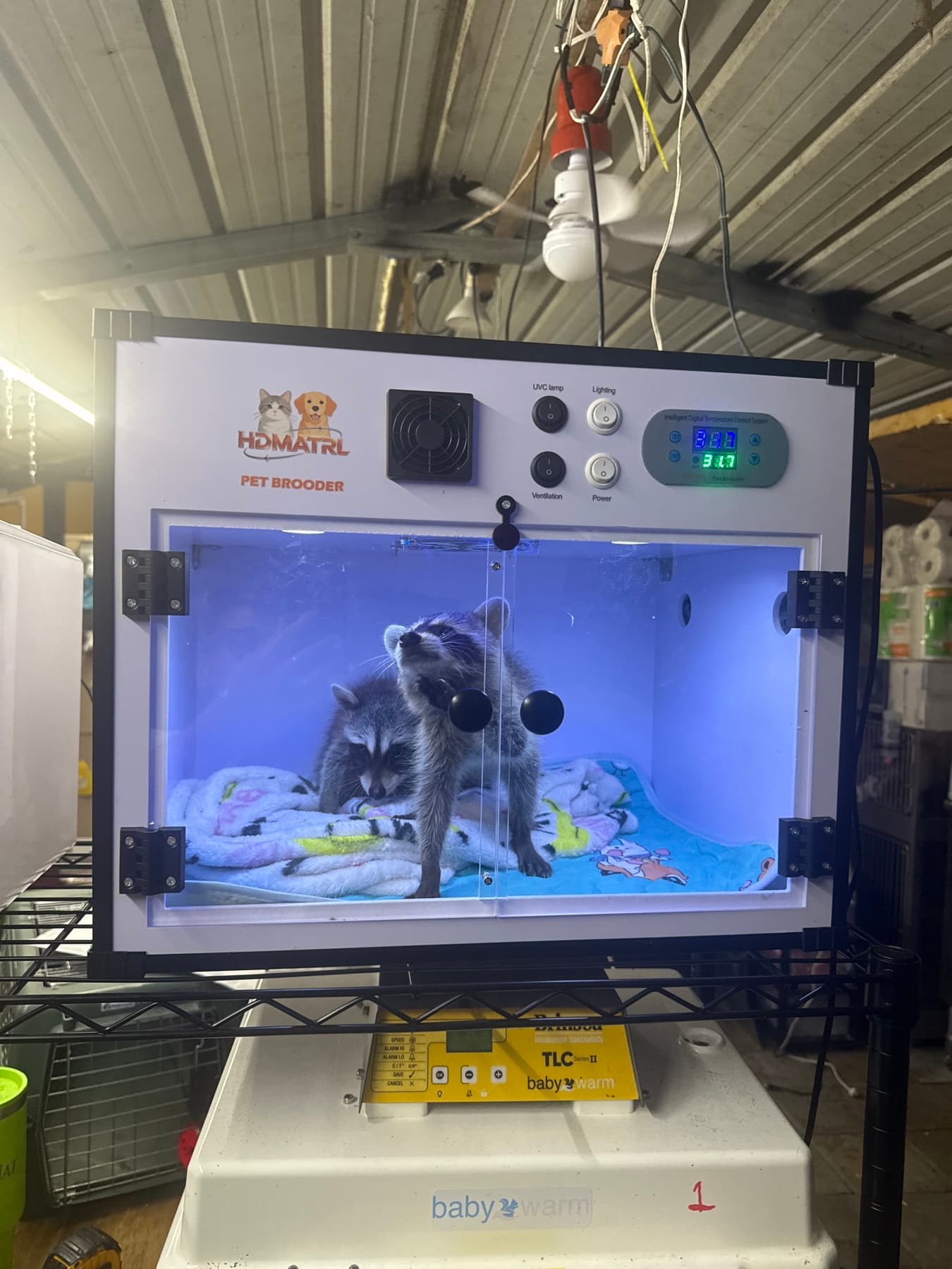 Young raccoons resting inside a temperature-controlled care enclosure