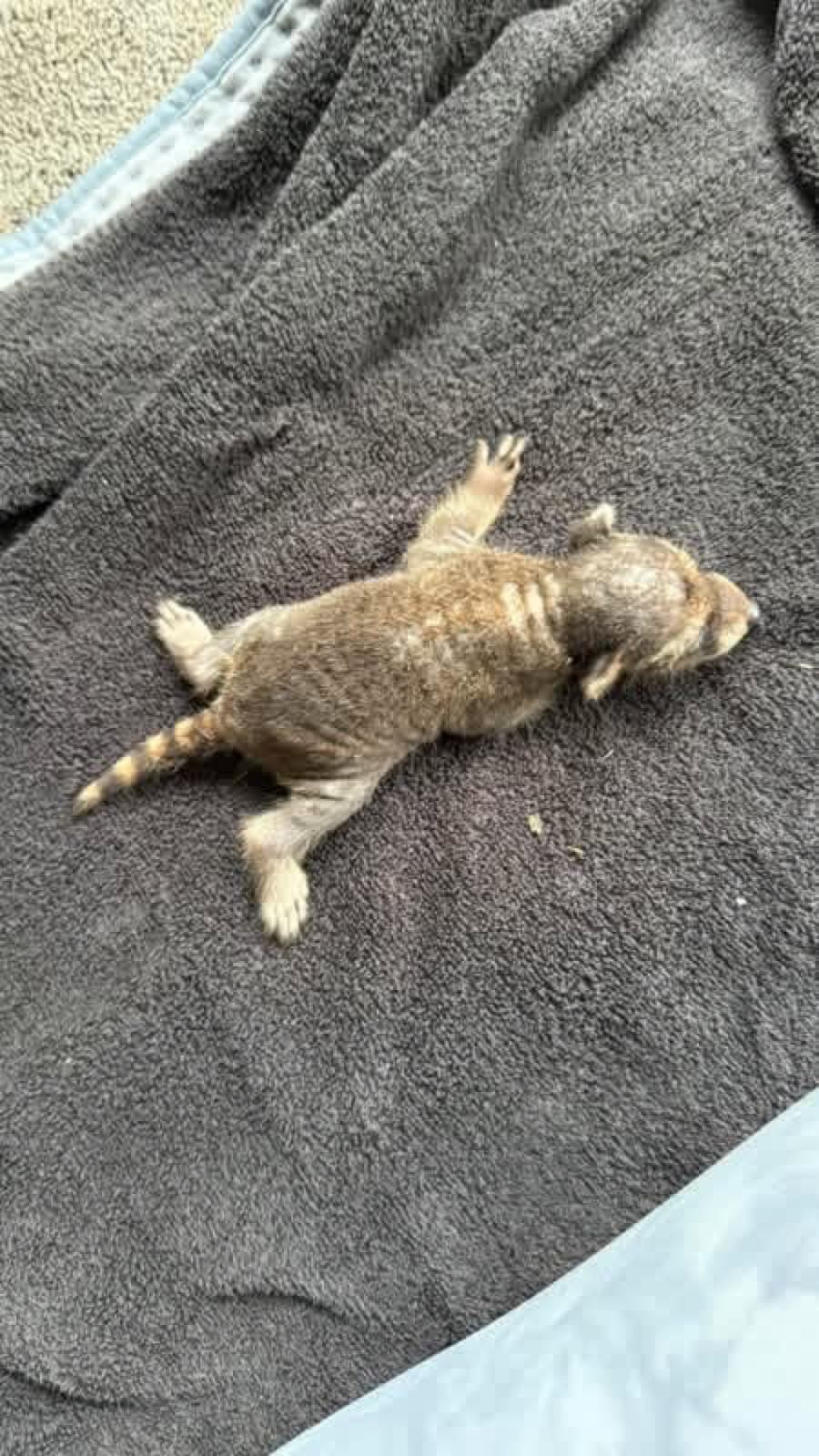 Very young wildlife patient resting on a towel