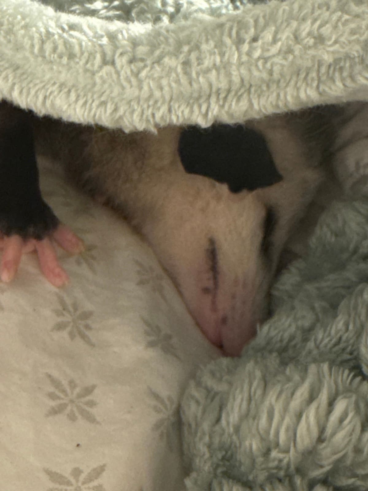 Young opossum tucked into soft blankets to rest